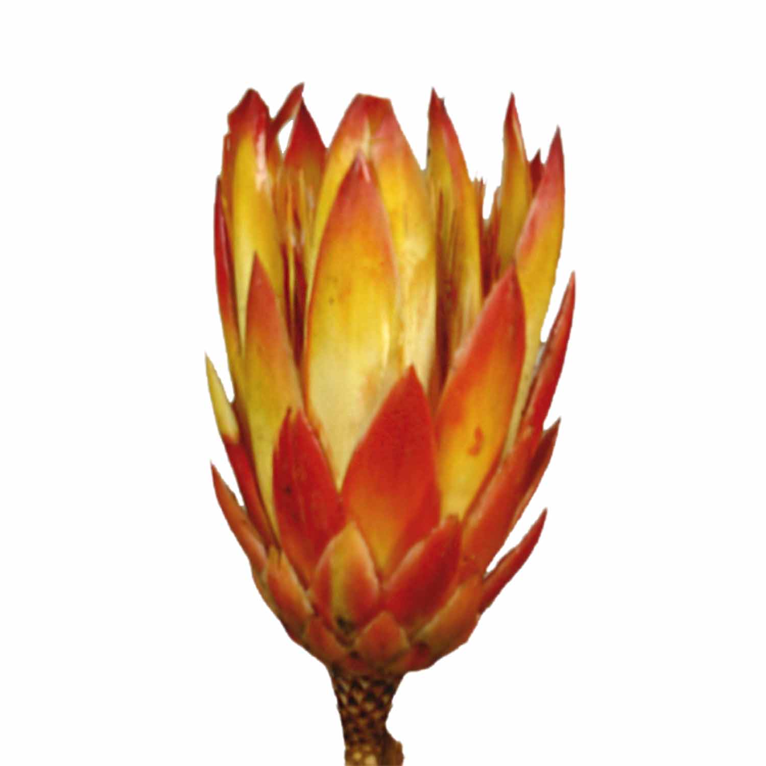 Protea Repens Groß - Rot 2. Wahl 