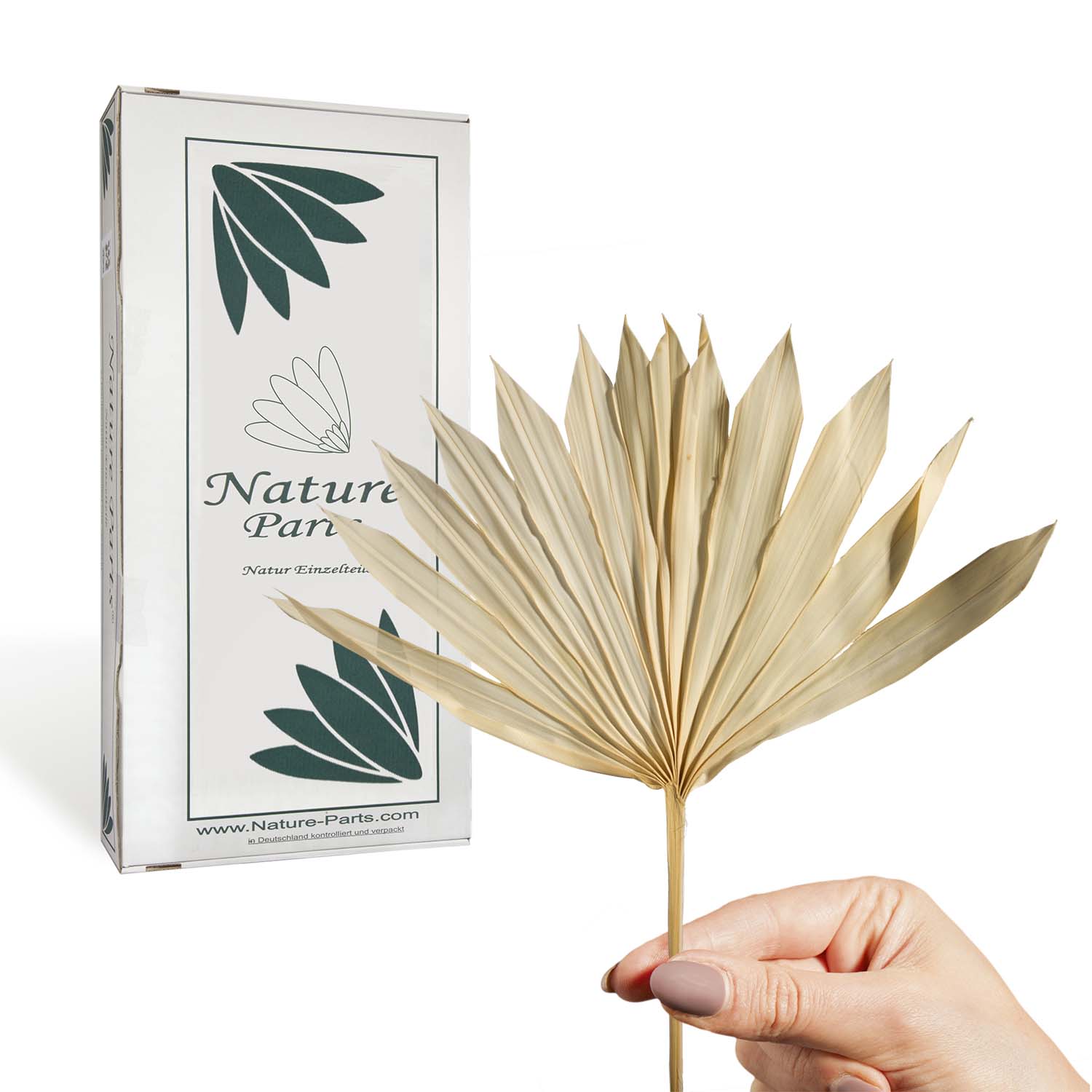 Sun Palm Cut mit Stiel - Gebleicht (30 Stück)