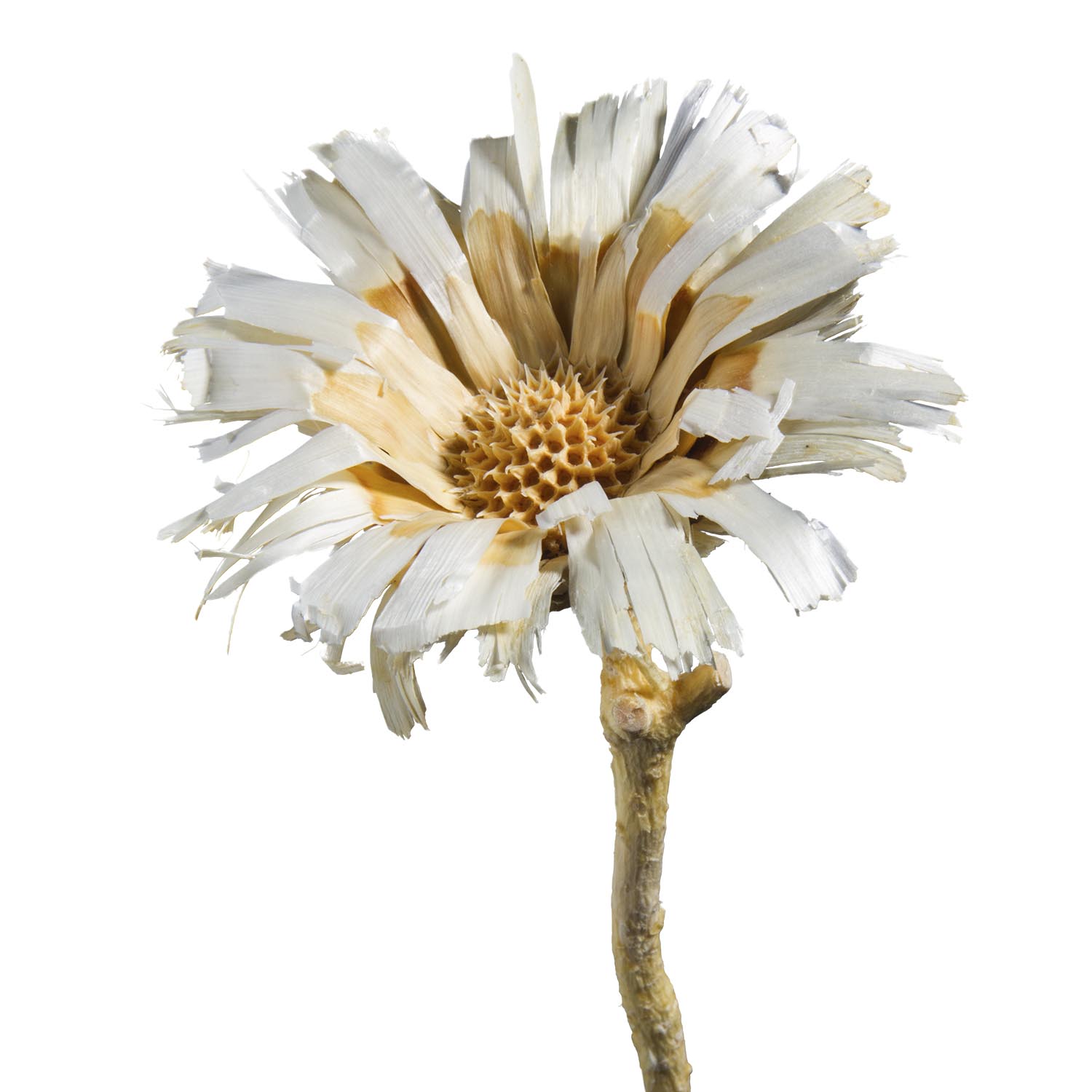 Protea geschnitten - gebleicht