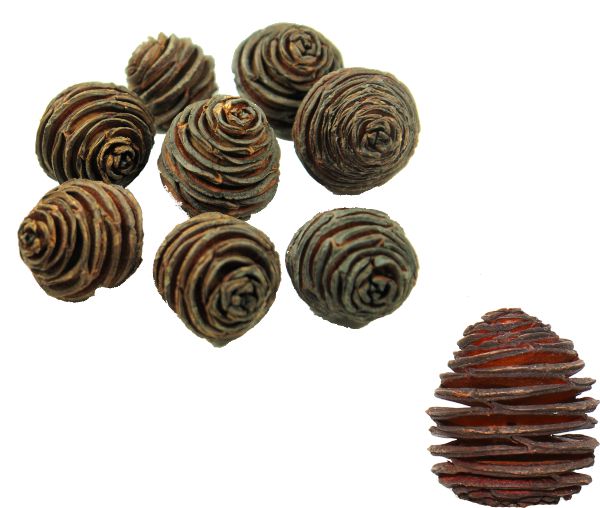 Platyspernum Zapfen - Klein - Natur 