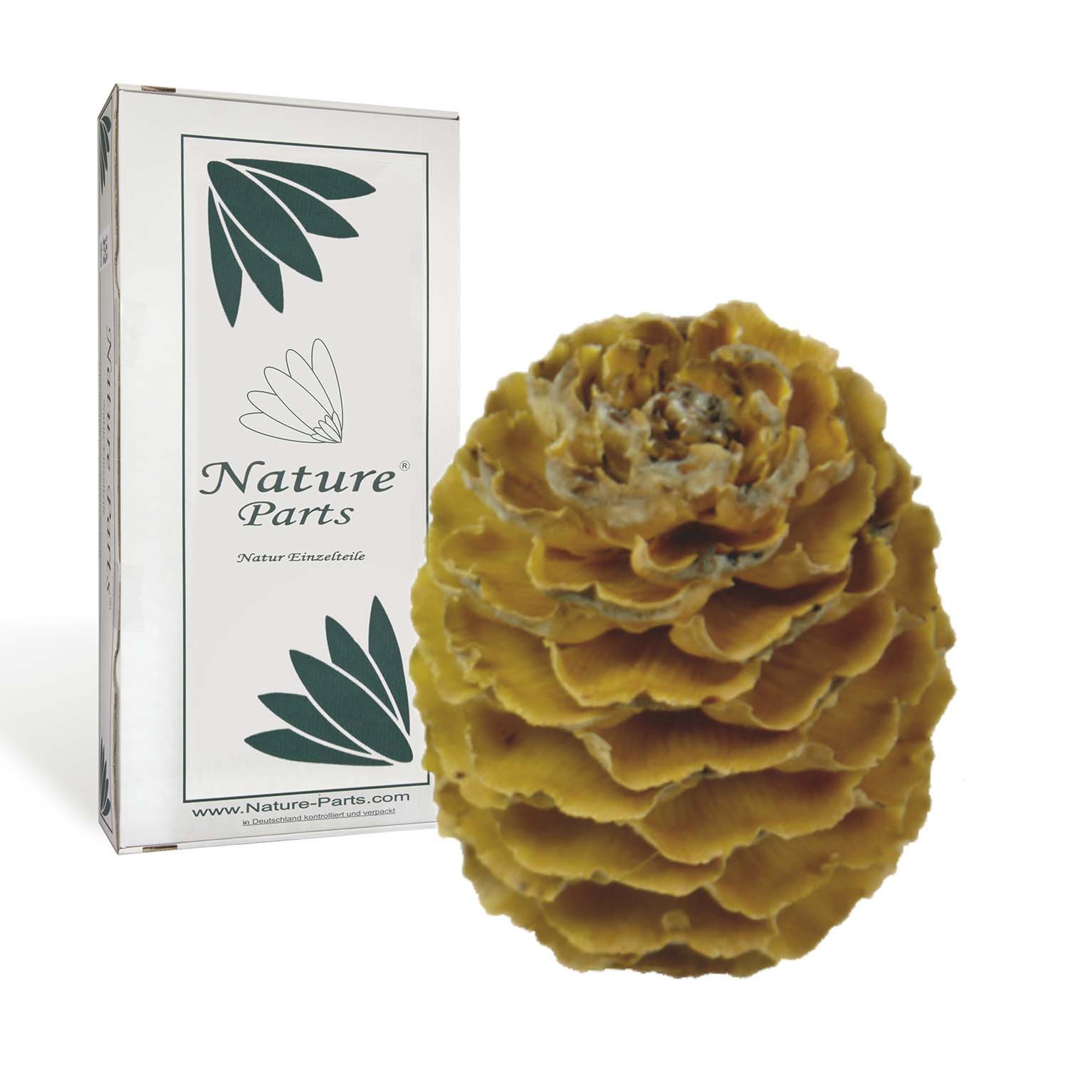 Sabulosum Zapfen - Hell (2 kg)
