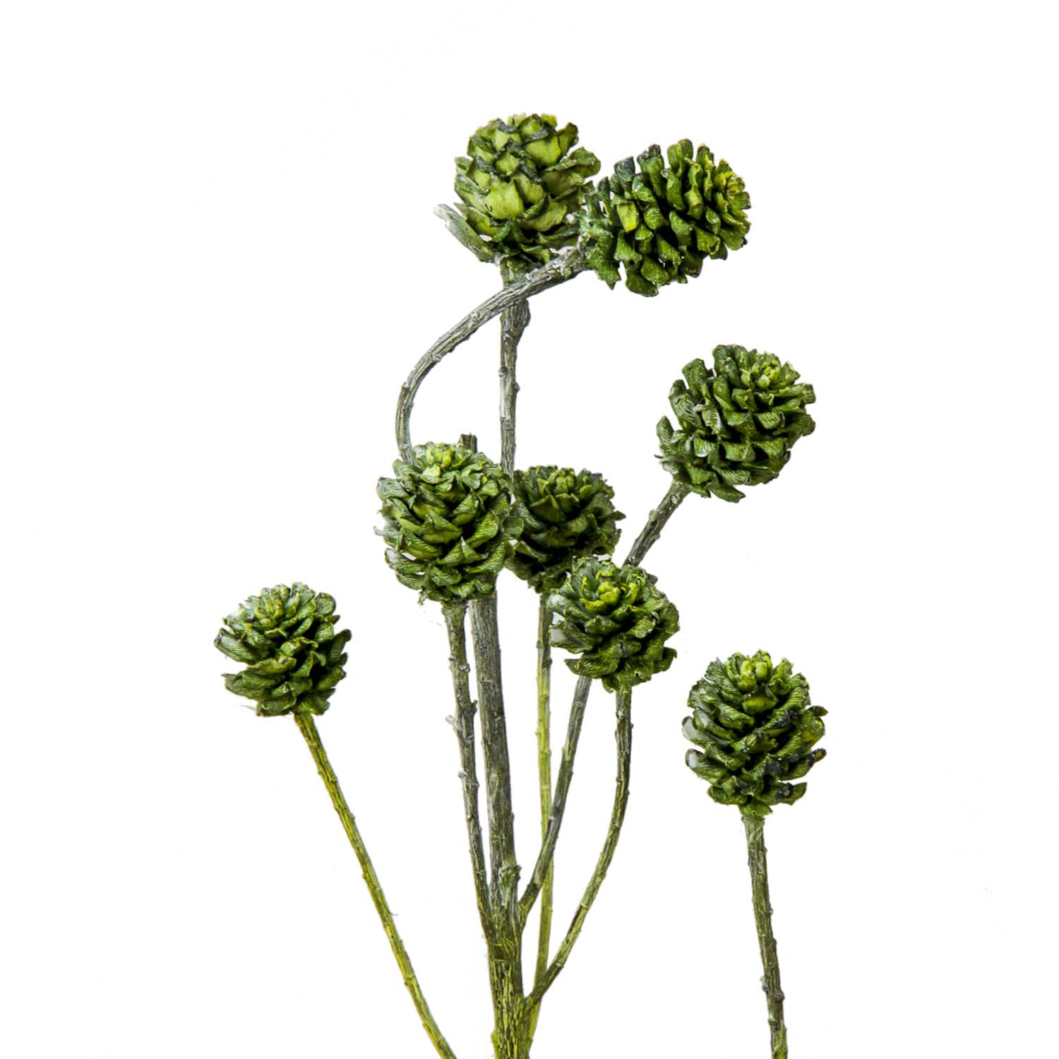 Salignum Zweig Extra in Frosted Green 