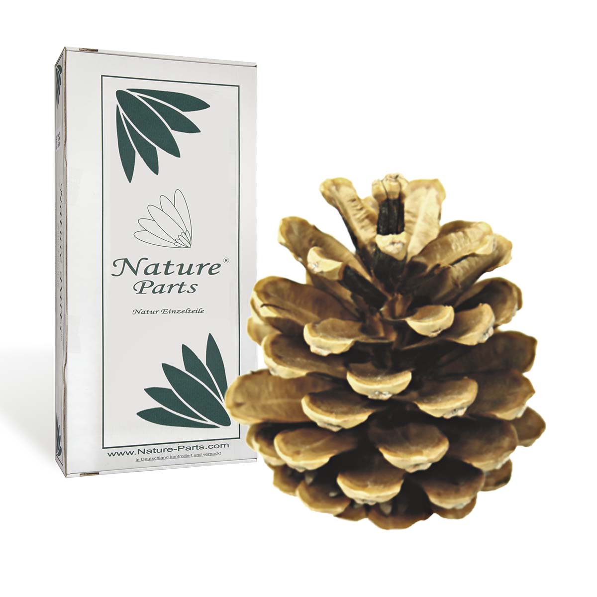 Schwarzkiefer Zapfen - Natur Extra (1 kg)
