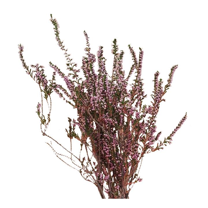 Heidekraut (Heather)