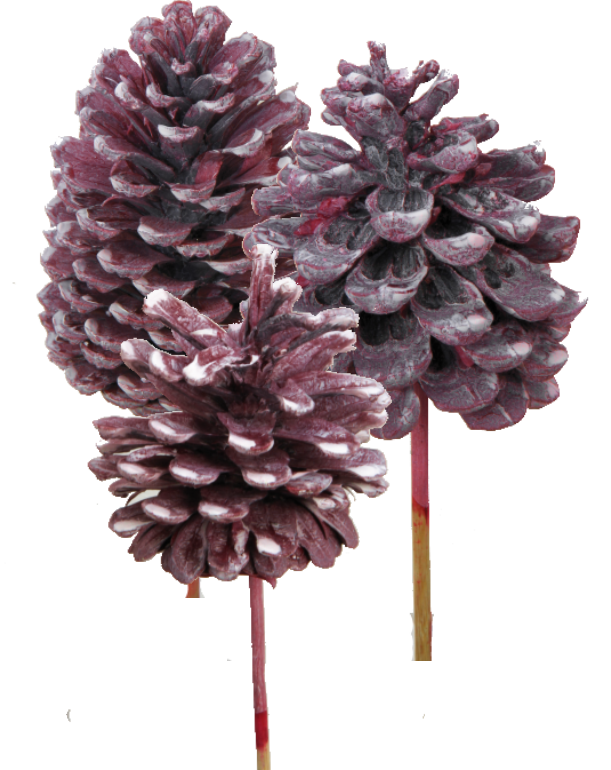 Zapfen Stabsortiment - Frosted Pink Erika (50-teilig)