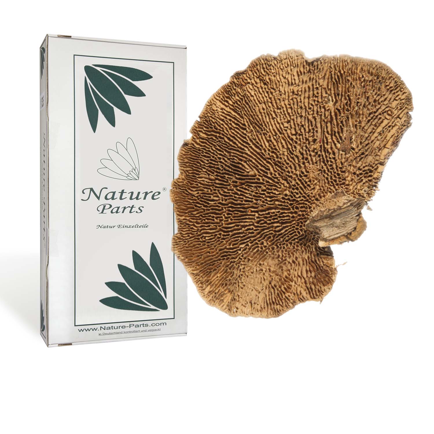 Baumschwamm lose - Natur (1kg)