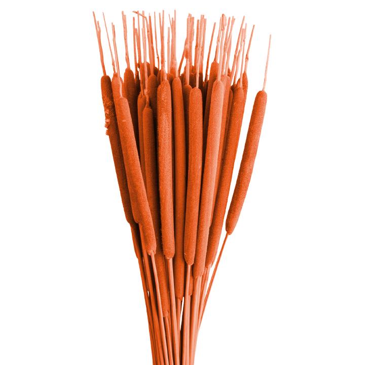 Schilfkolben - Medium - Orange