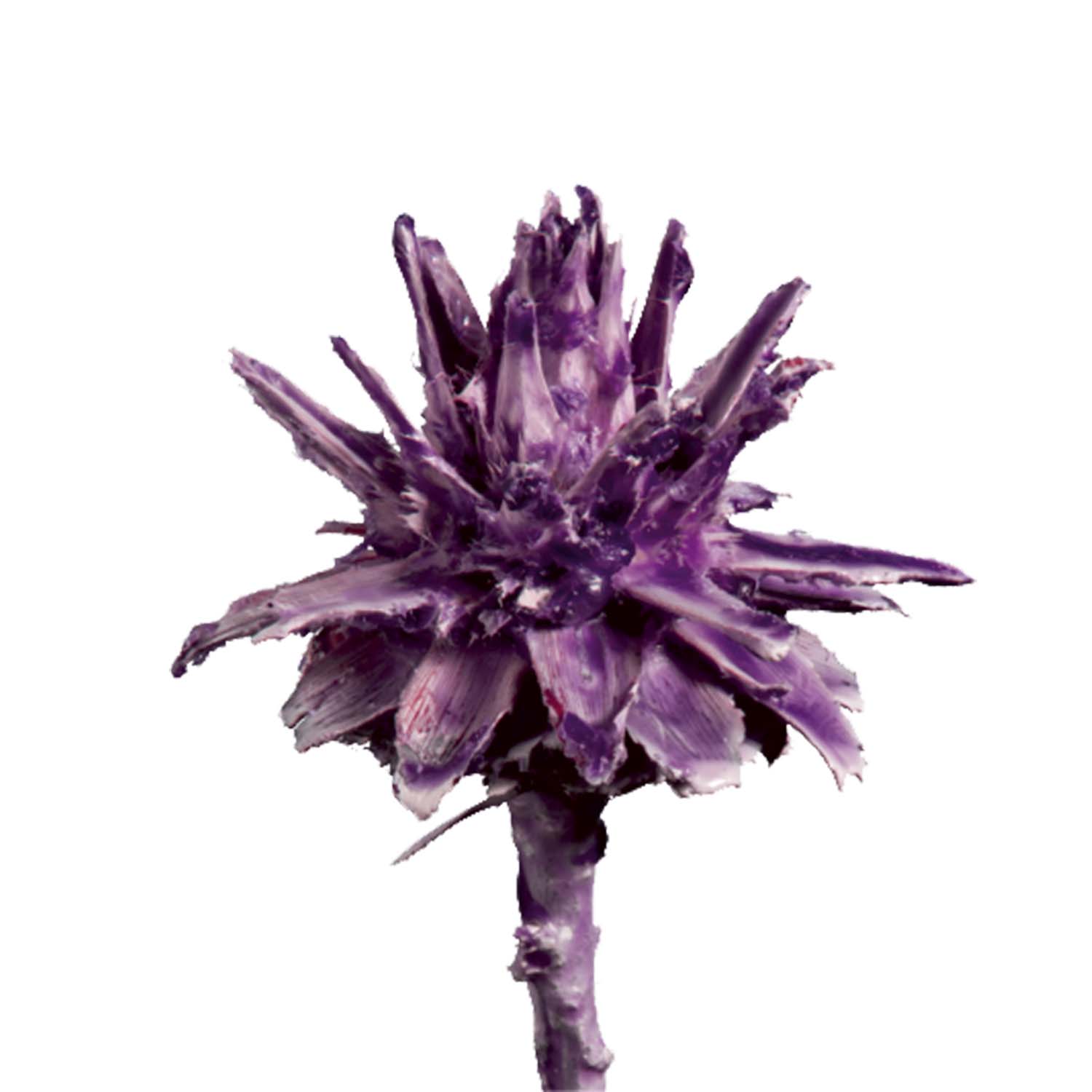 Leukospernum - gewachst - Brombeer