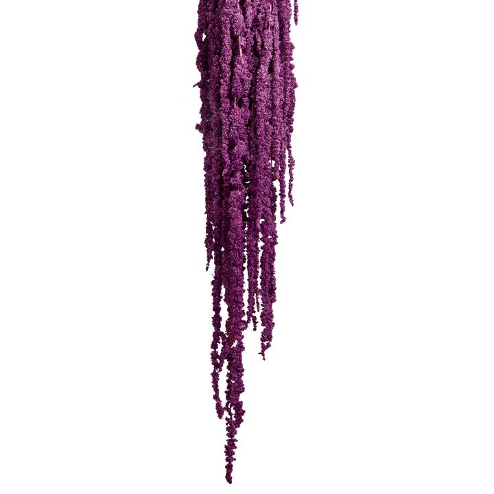 Amaranthus Fuchsschwanz - Purpur
