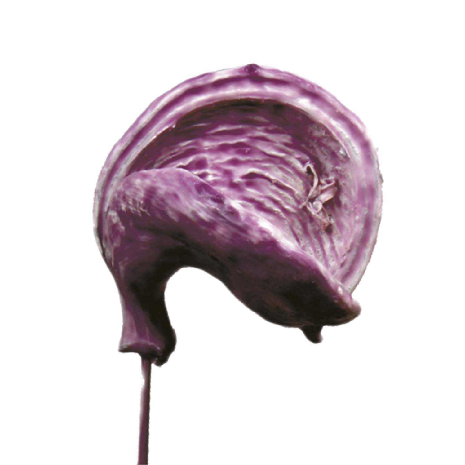 Badam - gewachst - Brombeer