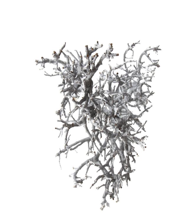 Dry Tree - Stonewashed  
