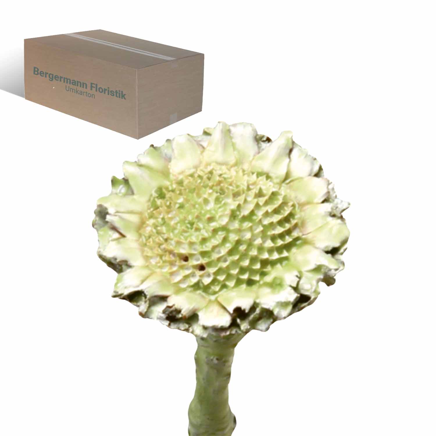 Compacta - Medium - gewachst - Grün Light 