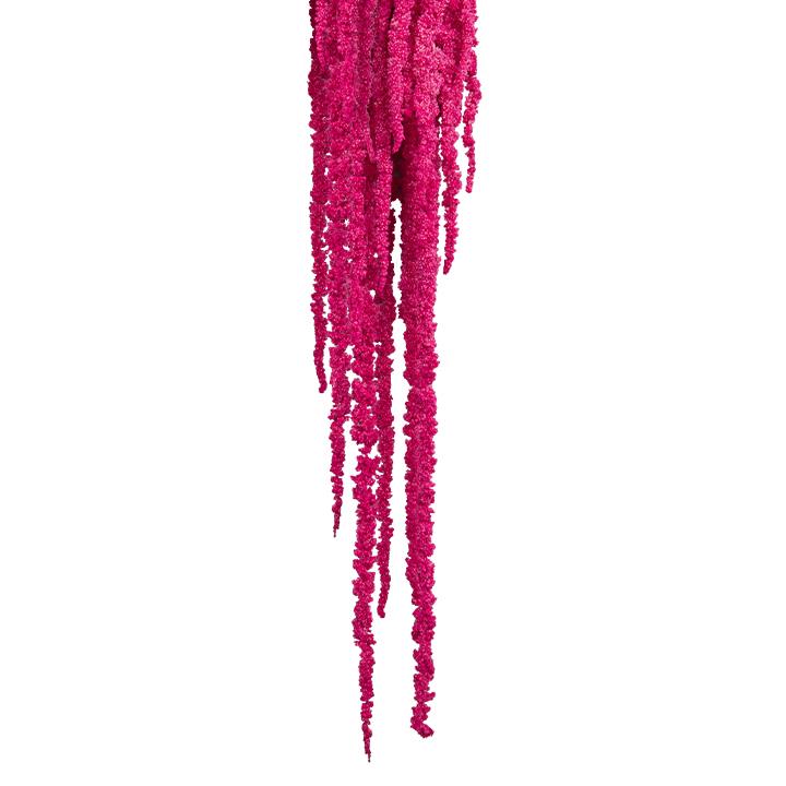 Amaranthus Fuchsschwanz - Flamingo
