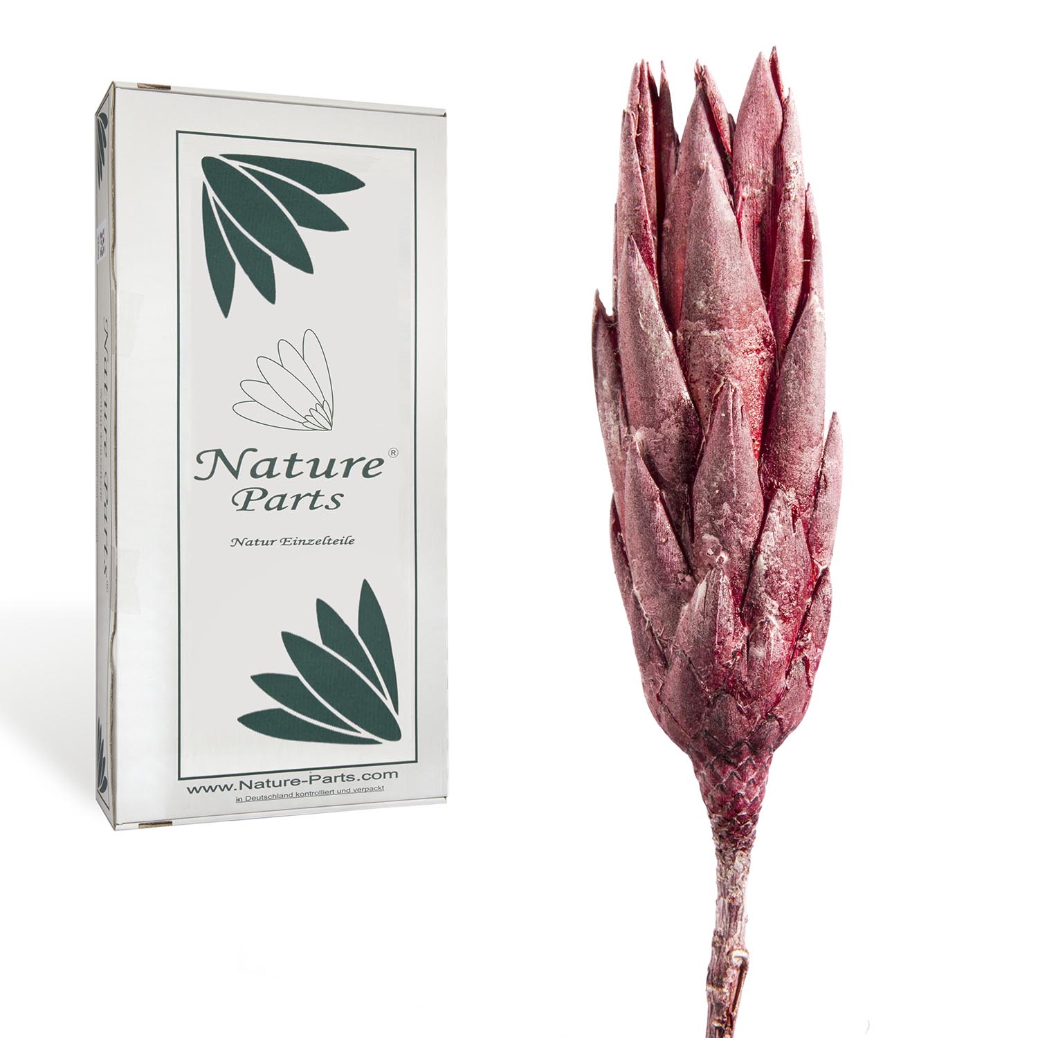 Protea Repens Groß - Frosted Pink Erika (50 Stück)