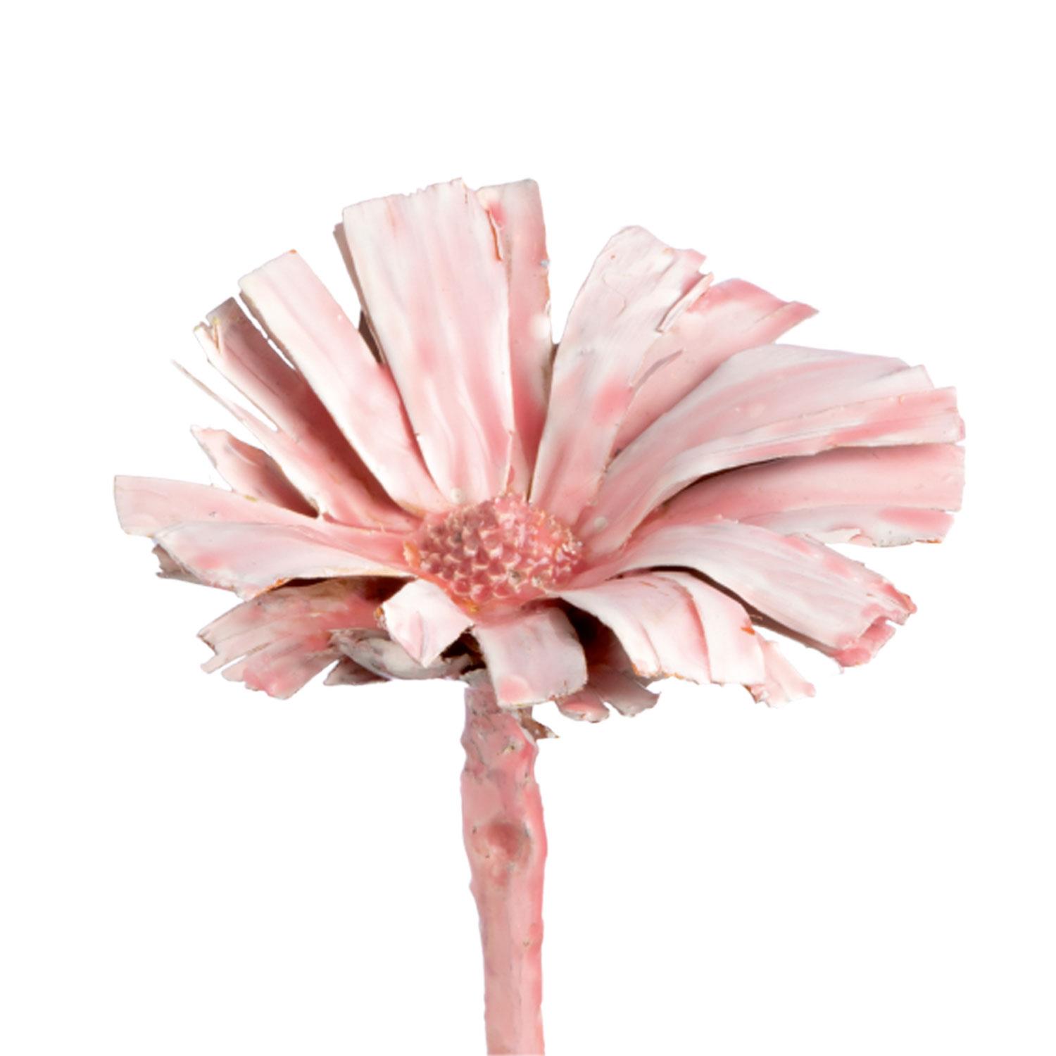 Protea - gewachst - Altrosa