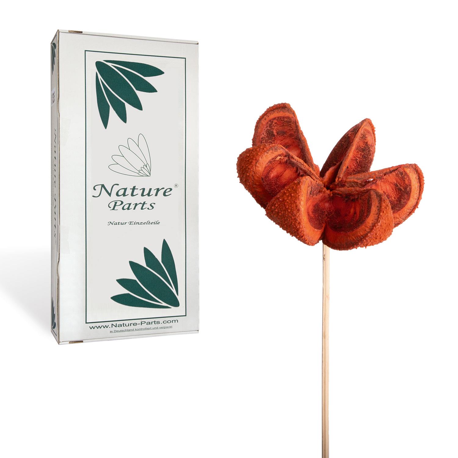 Wildlilie Cartoos am Stiel - Orange (50 Stück)