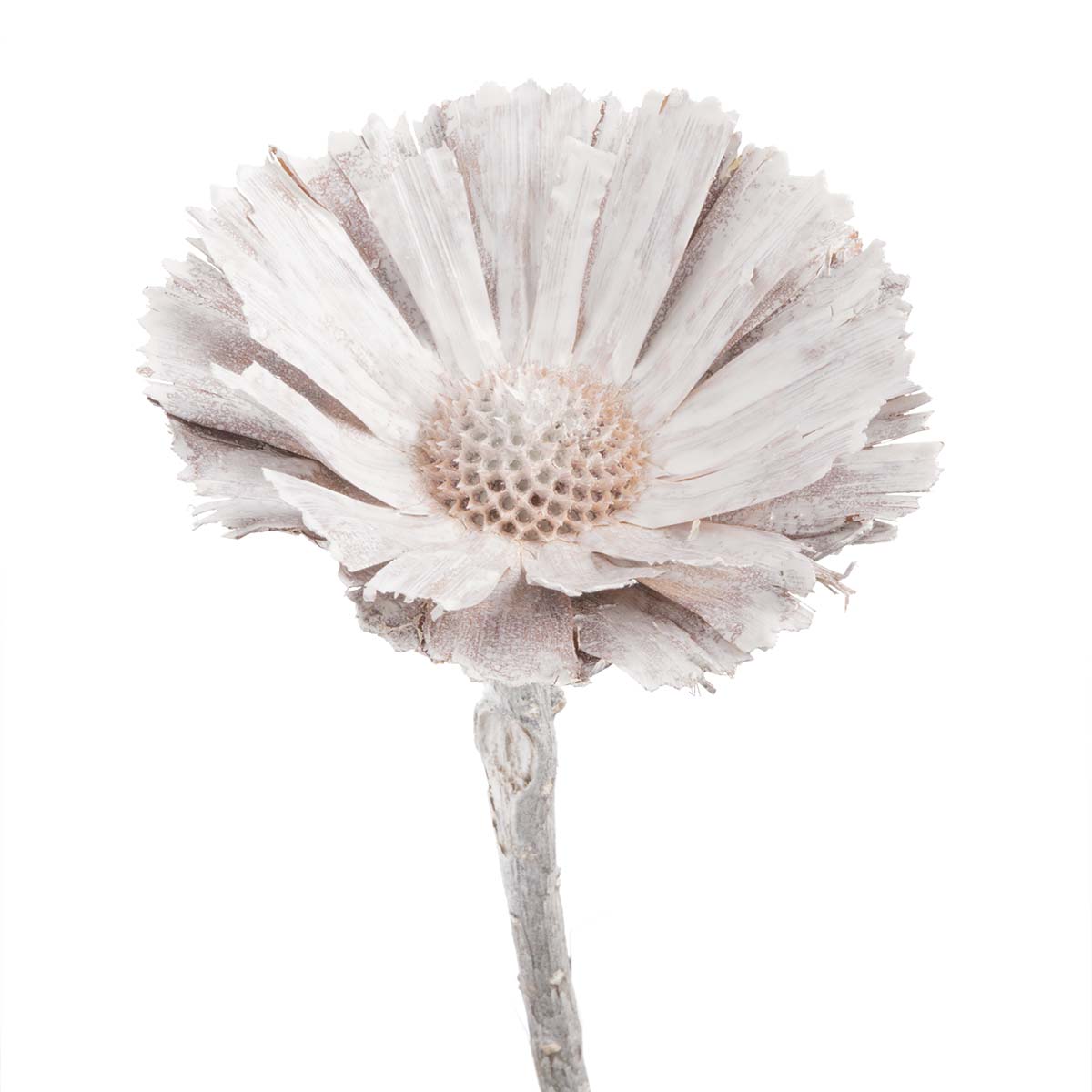 Protea geschnitten Medium - Stonewashed