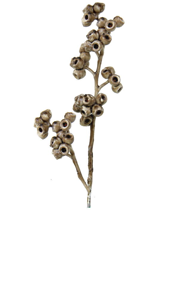 Eukalyptus Zweig mit Stiel gewachst in Mocca Grey
