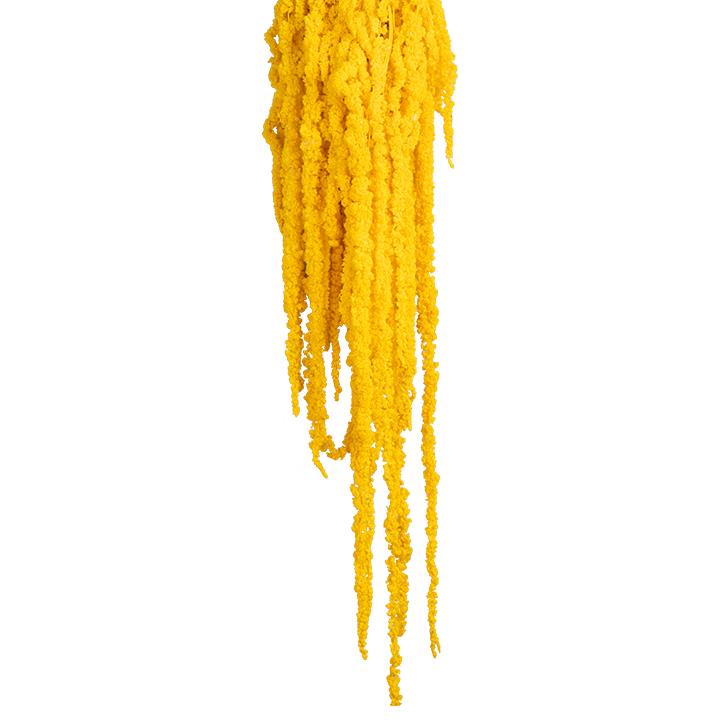 Amaranthus Fuchsschwanz - Sonnengelb