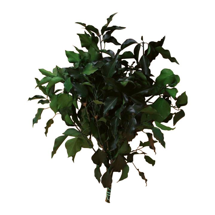Ivy Leaf