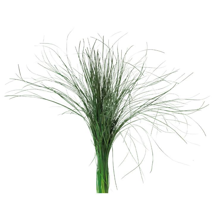 Bear Gras - green