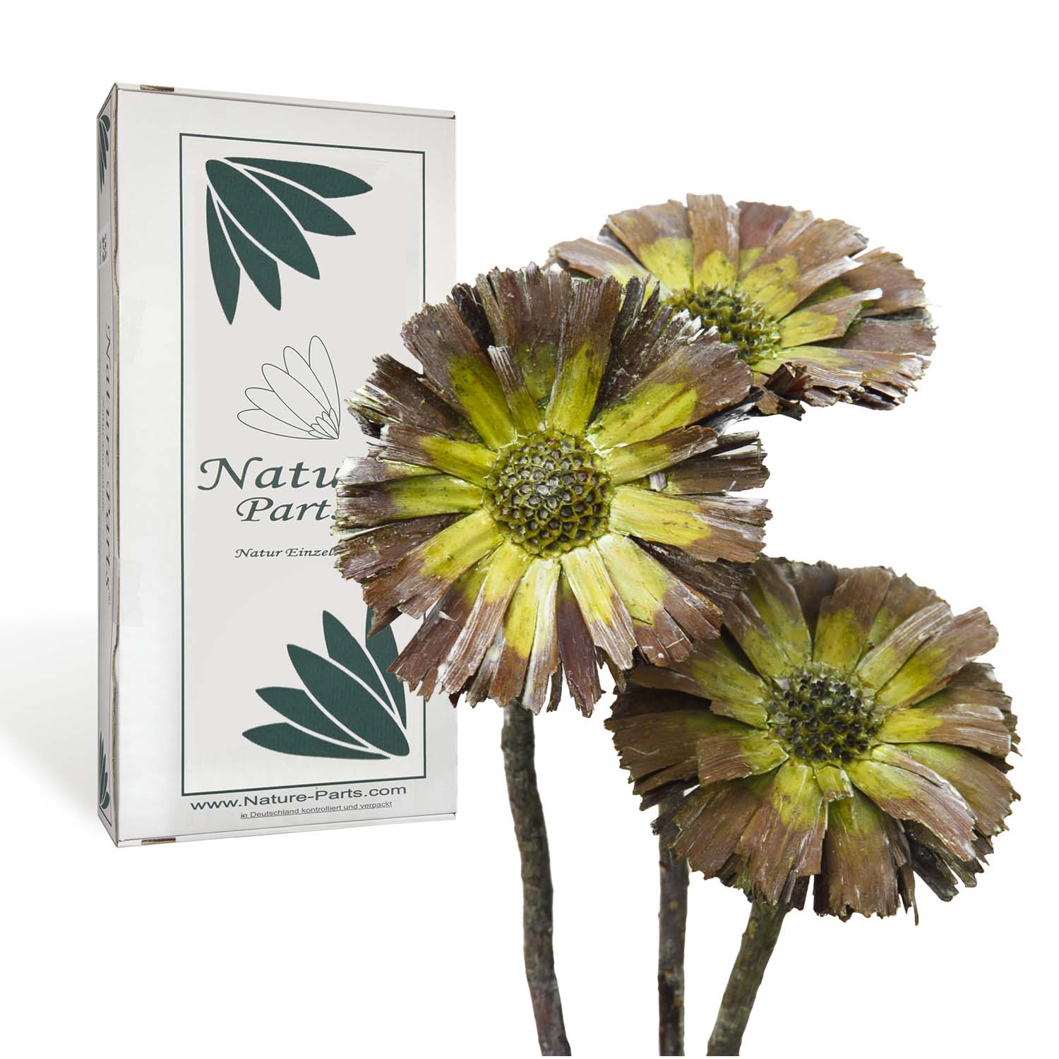 Protea geschnitten - Frosted Grün (40 Stück)