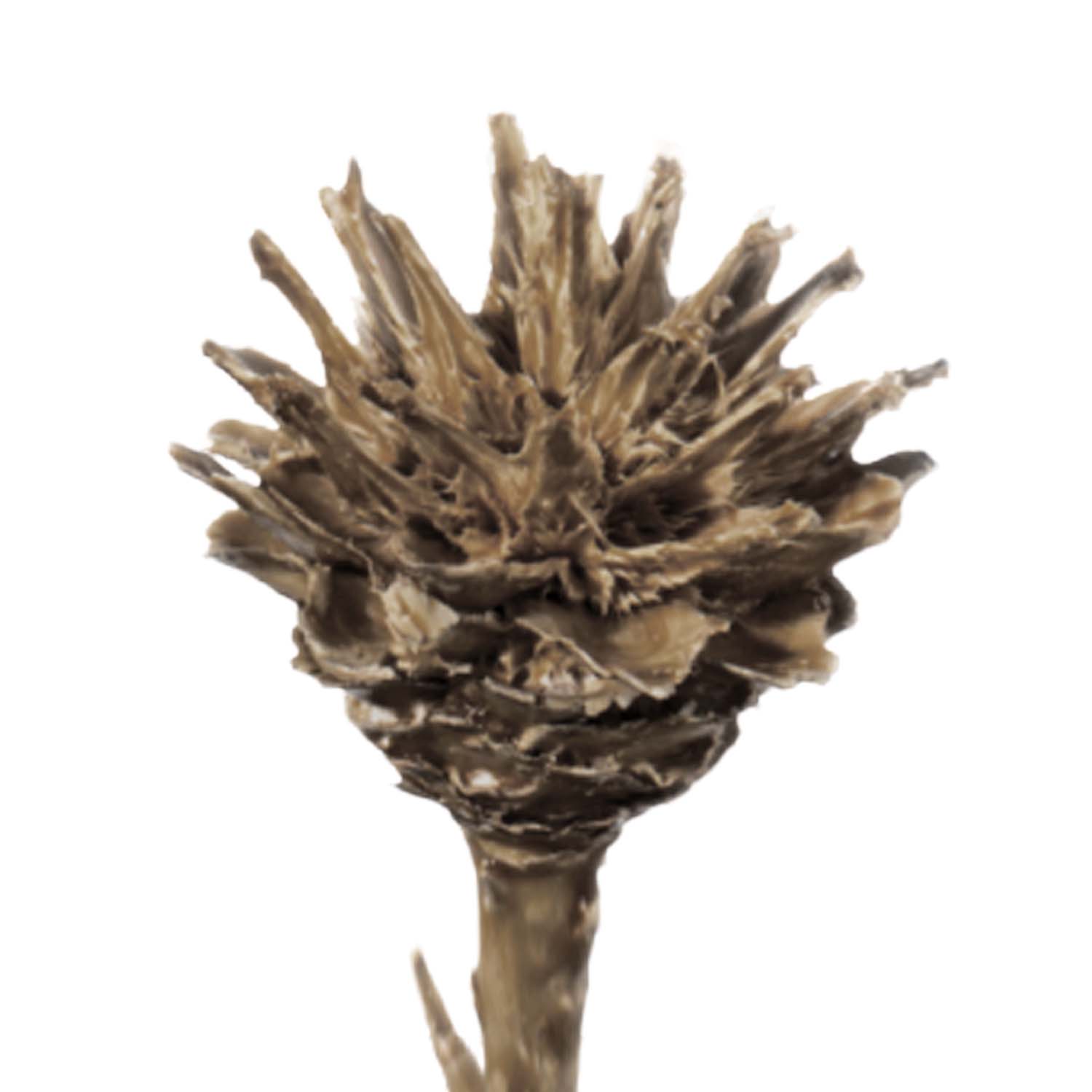 Leukospernum mit Stiel gewachst in Mocca Grey  