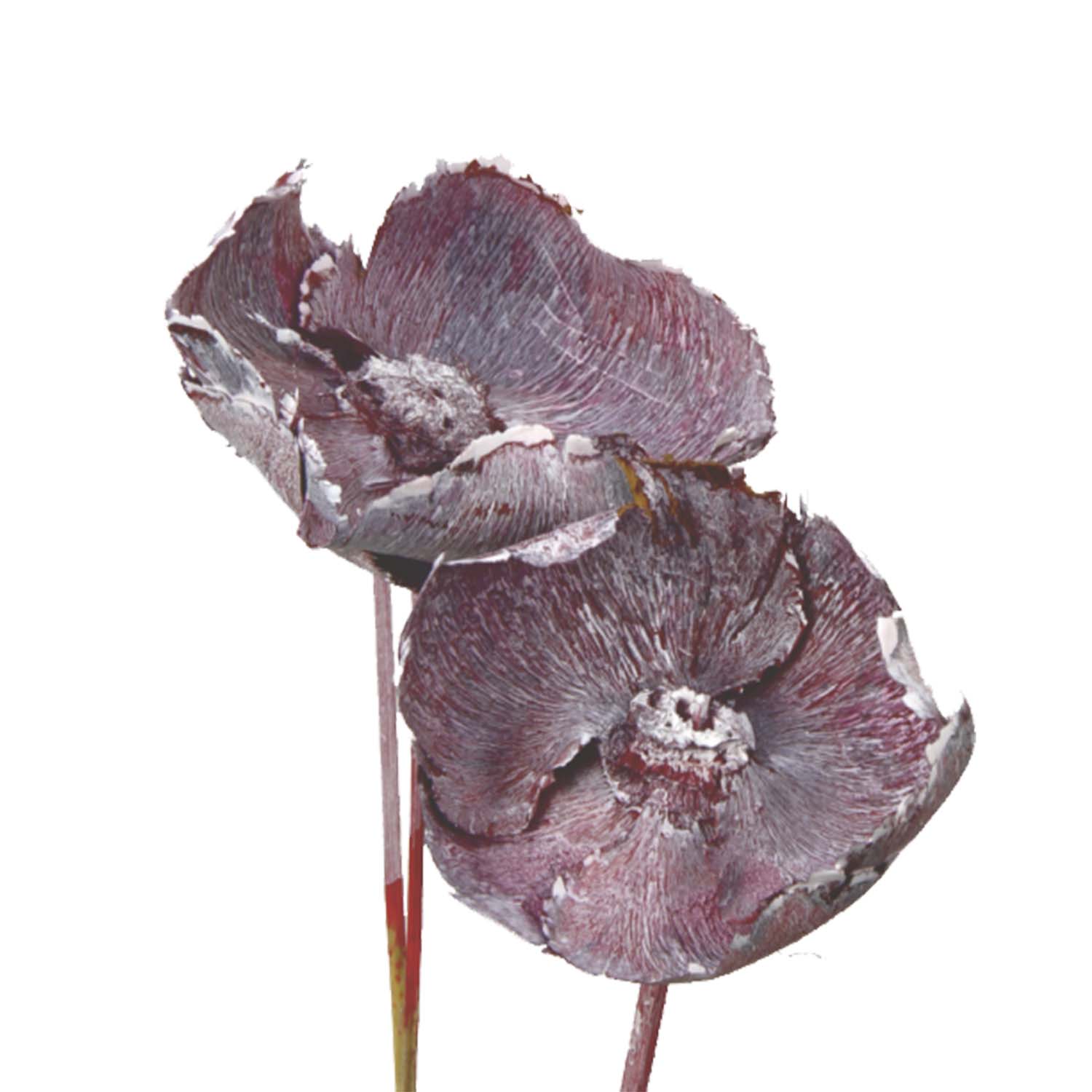 Palm Cup am Stiel in Frosted Pink Erika