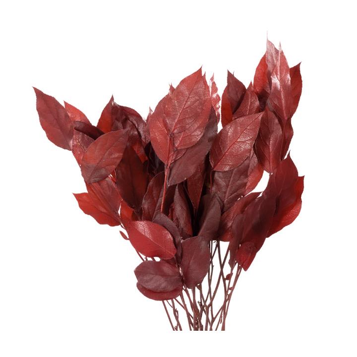 Salal Blätter - Red