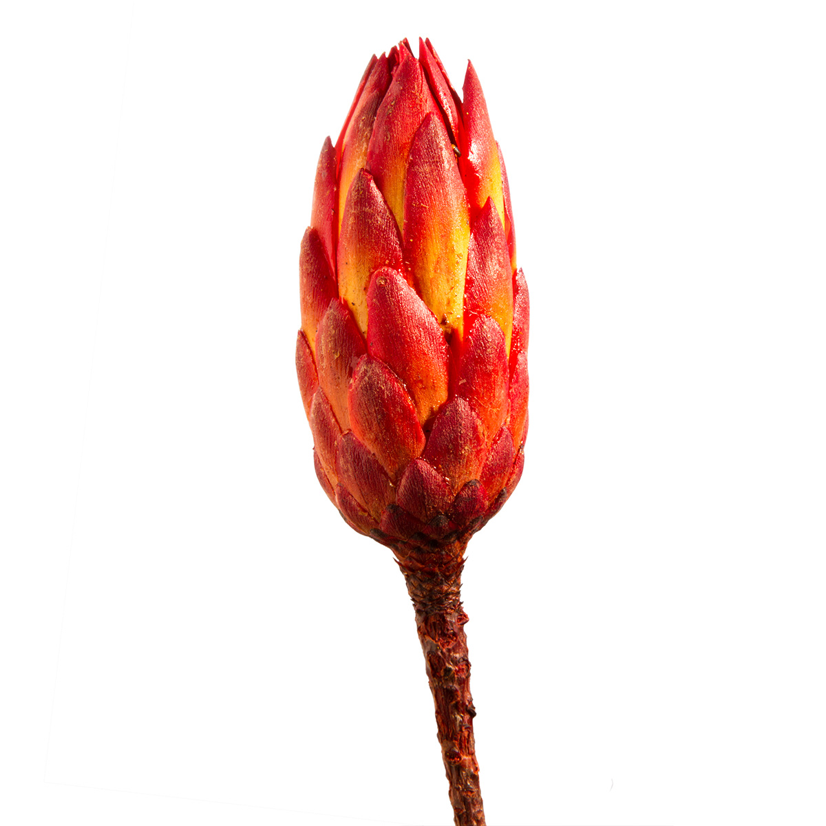 Protea Repens Klein - Rot 1. Wahl