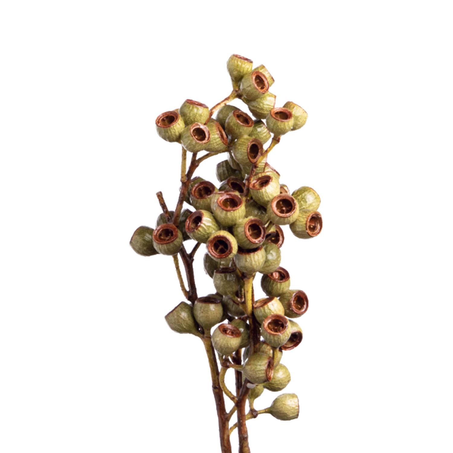 Eukalyptus - gewachst - Natur