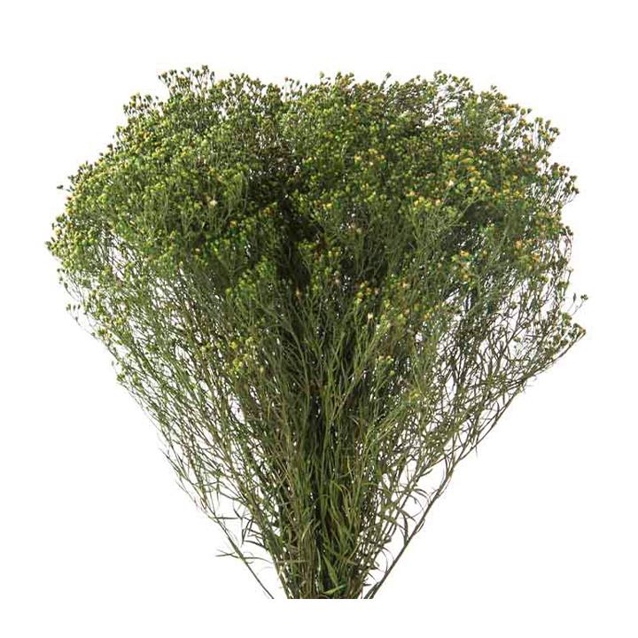 Broom - green