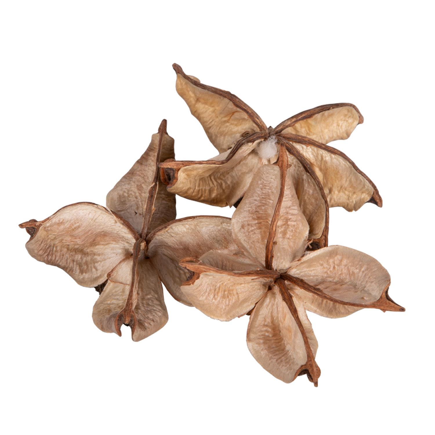 Baumwollfrucht