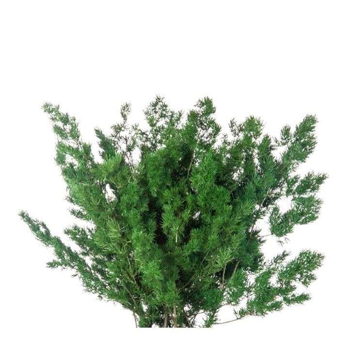 Ming Farn - green
