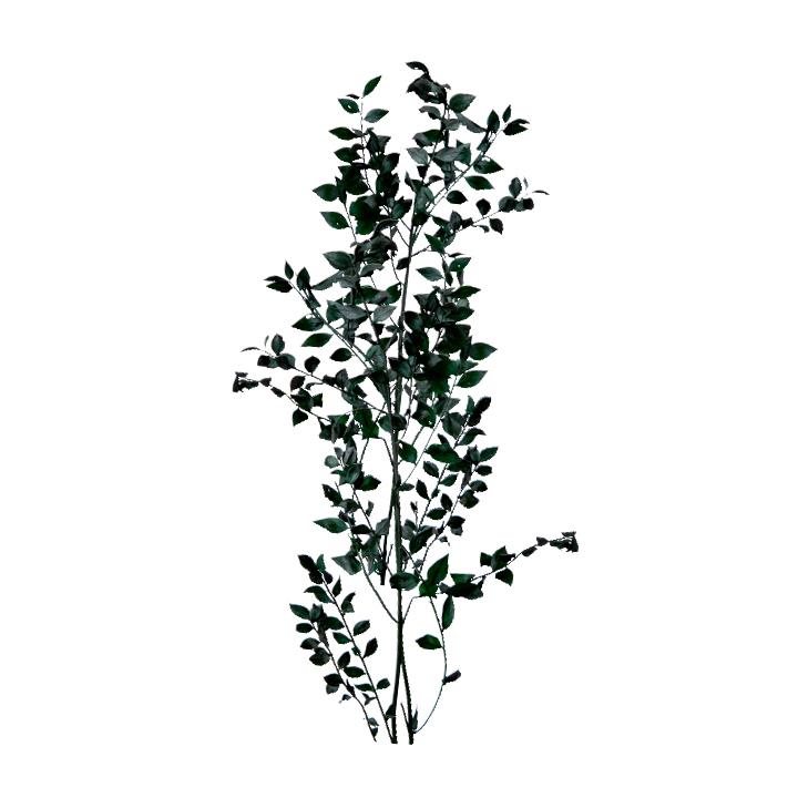 Ruscus