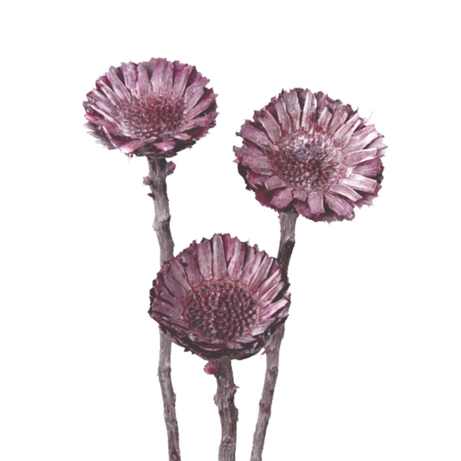 Compacta Rosette Medium (4-6cm) in Frosted Pink Erika 