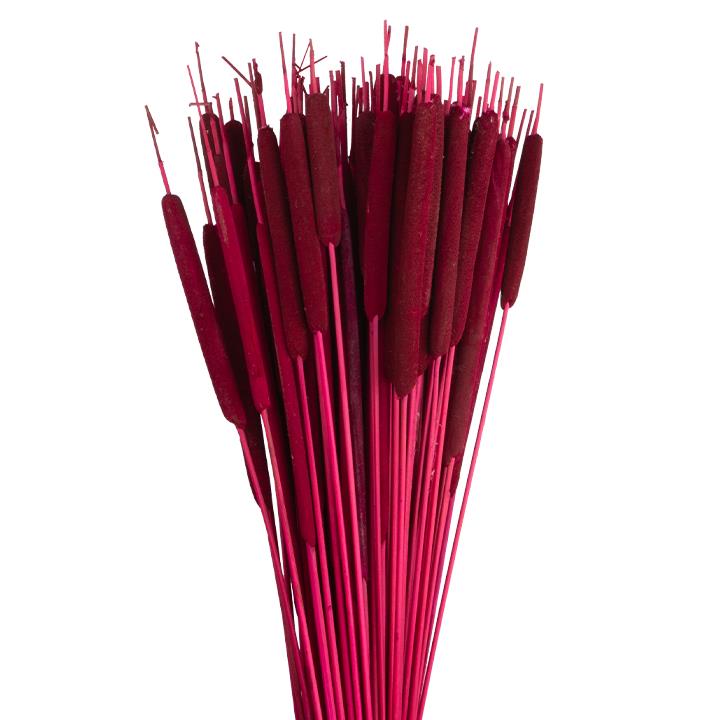 Schilfkolben - Medium - Pink (100 Stk/Bund)