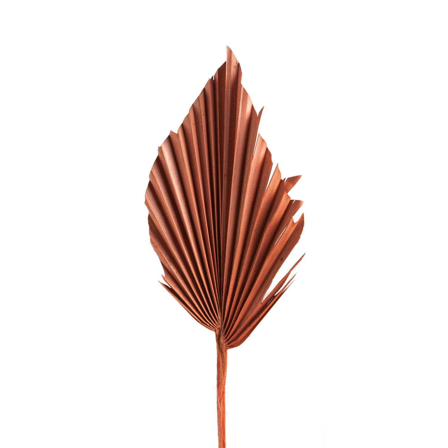 Palm Spear - Medium - Rost