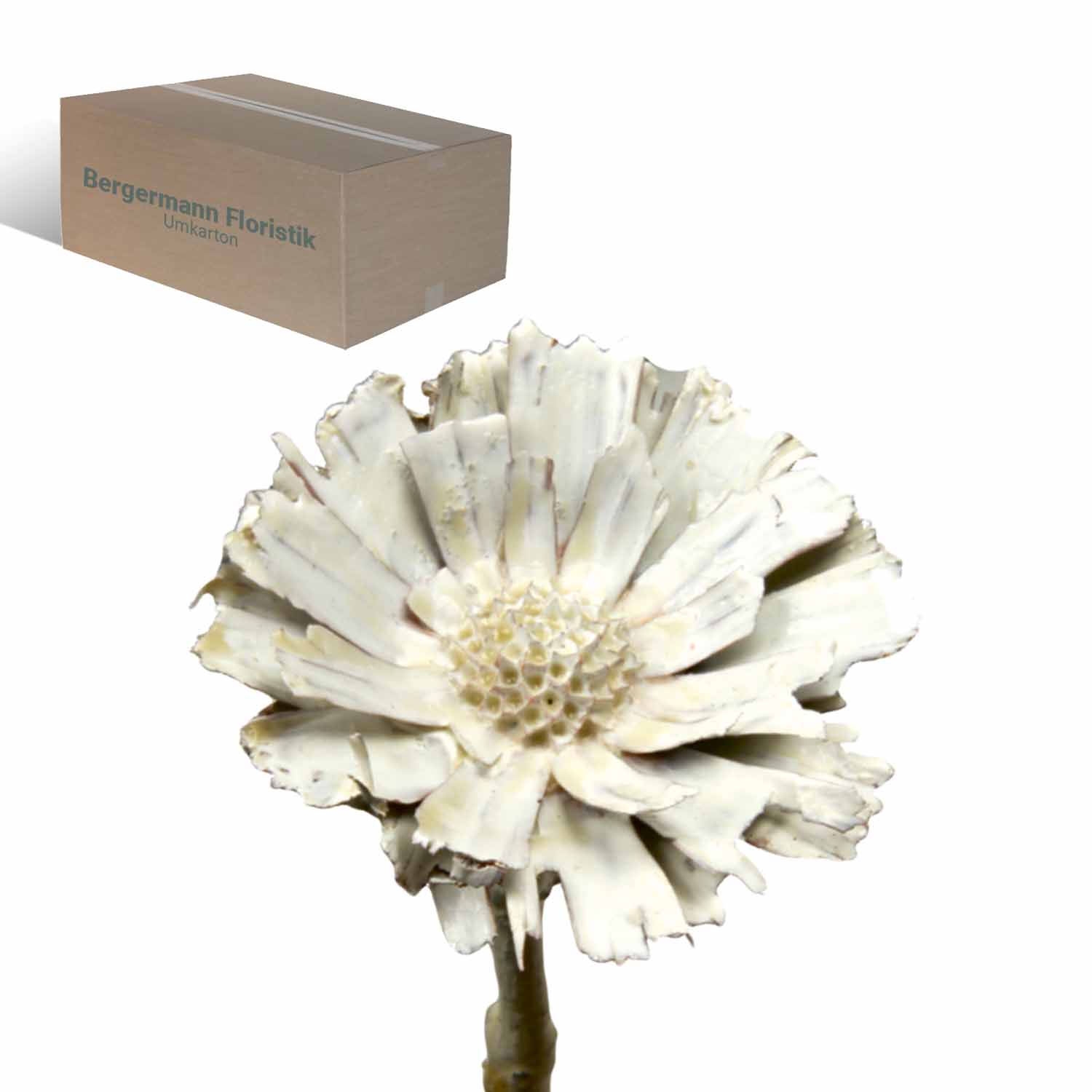 Protea - gewachst - Creme Weiß