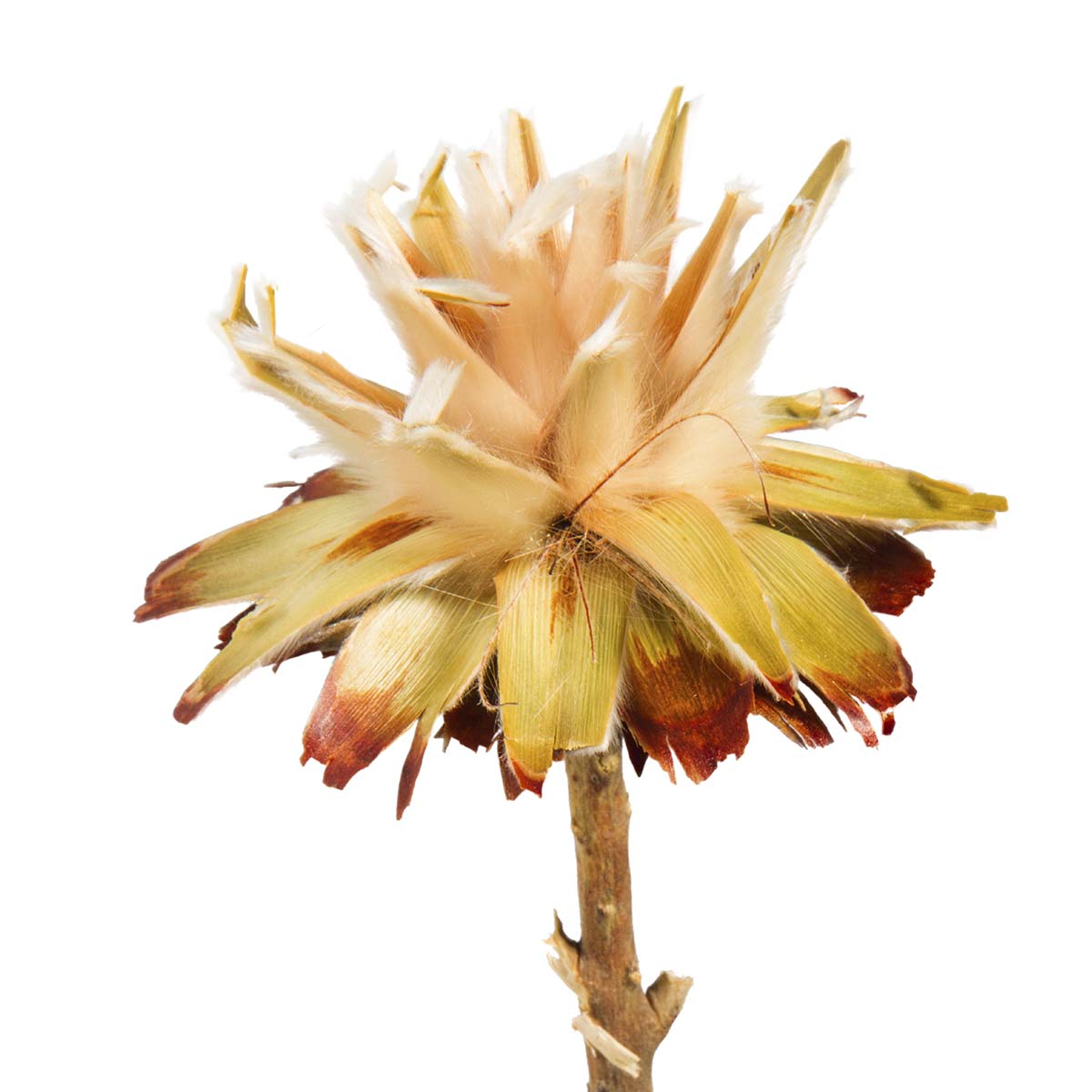 Leukospernum 3 Köpfe - langer Stiel