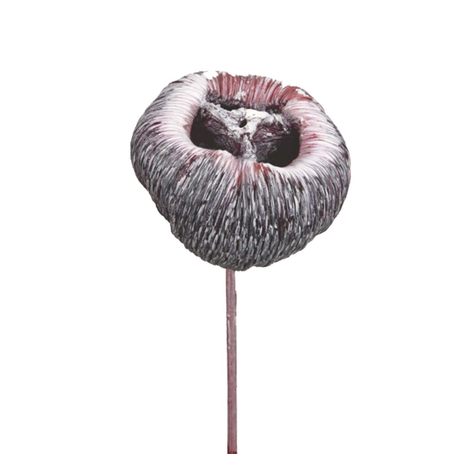 Talami am Stiel in Frosted Pink Erika