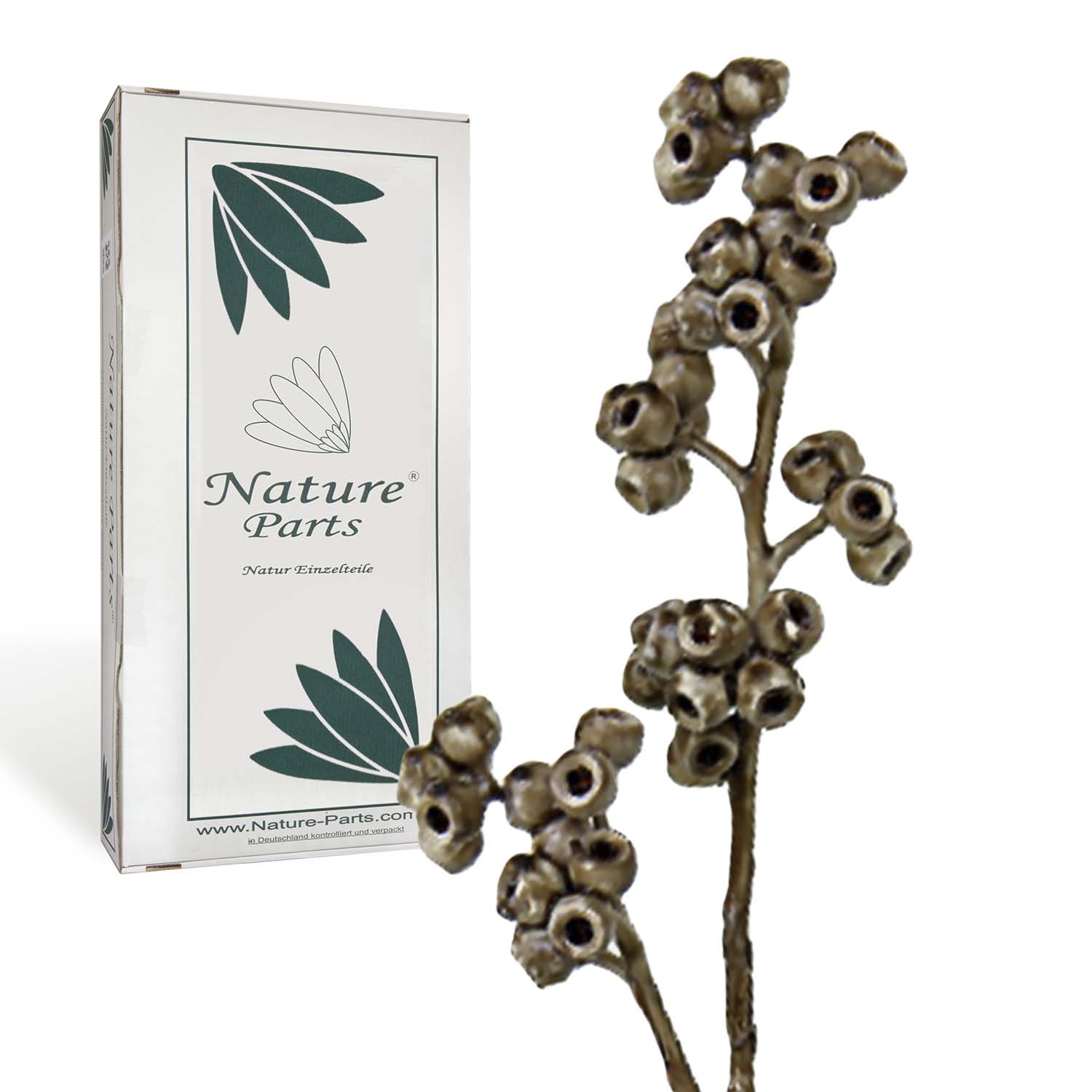 Eukalyptus Zweig - gewachst - Mocca Grey (50 Stück)