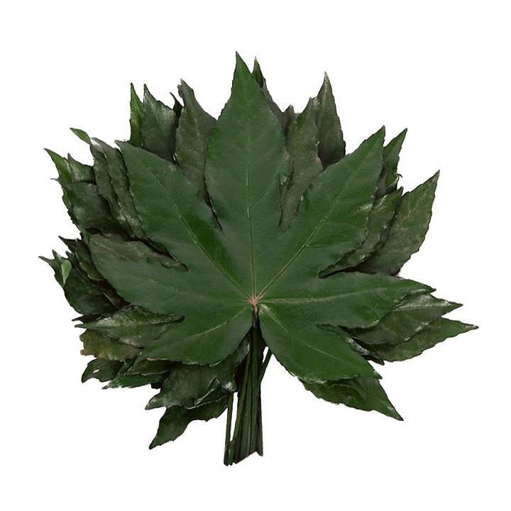 Aralia Blatt