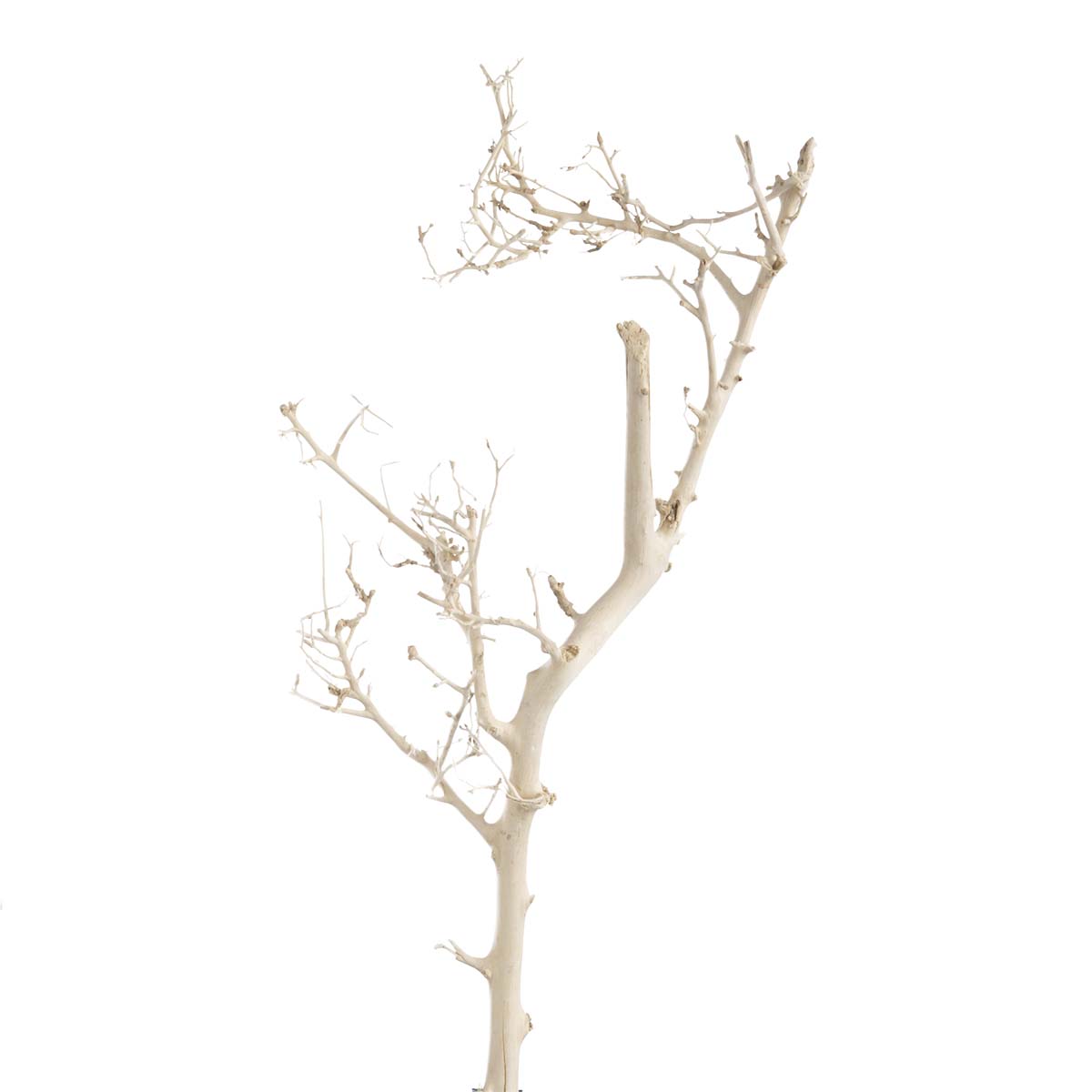 White Bush - Gebleicht