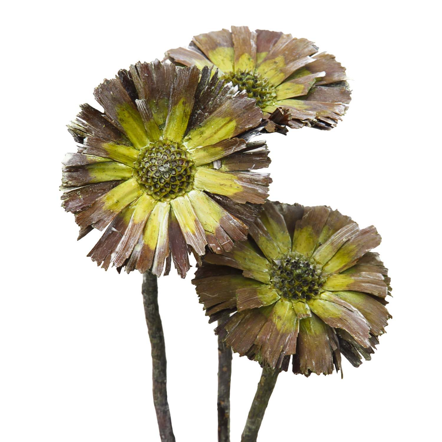 Protea geschnitten Medium in Frosted Green