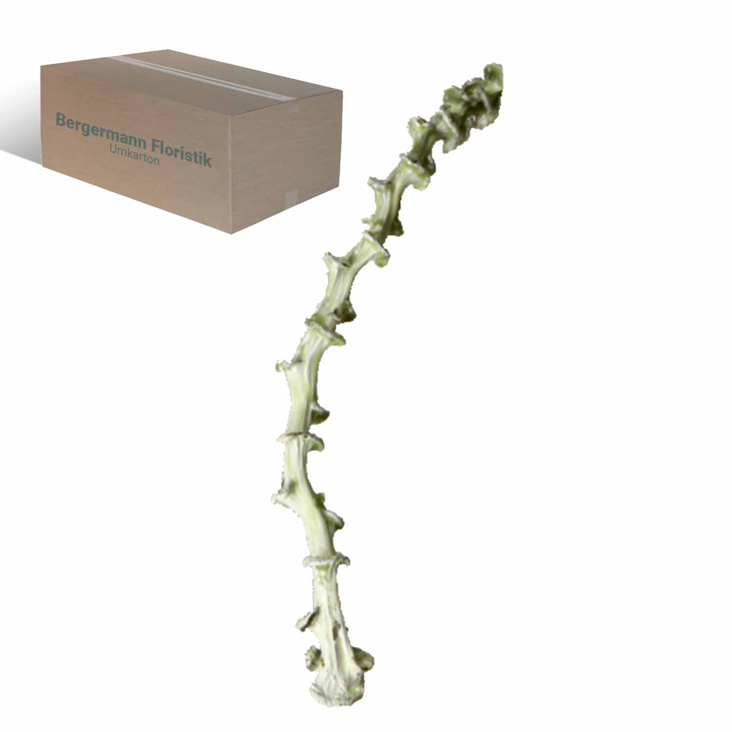 Banana Stem - gewachst - Grün Light   