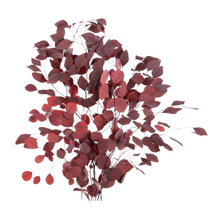 Eukalyptus Populus - Red