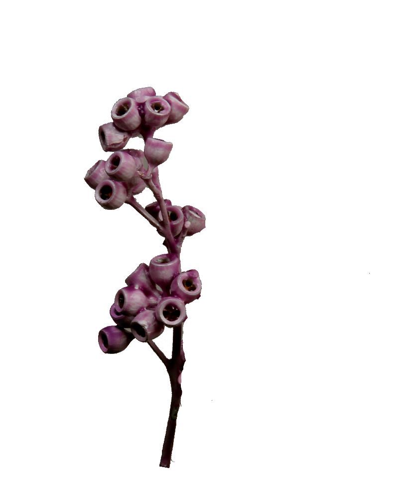 Eukalyptus Zweig mit Stiel gewachst in Brombeer