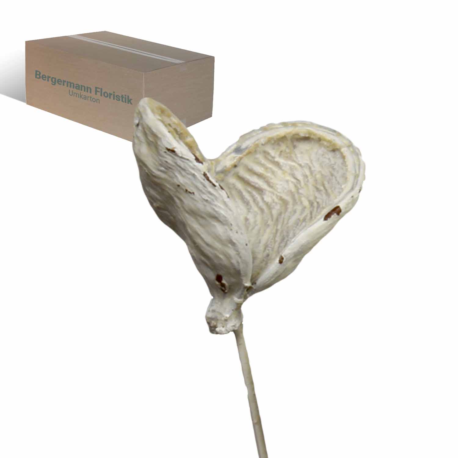 Badam - gewachst - Creme Weiß