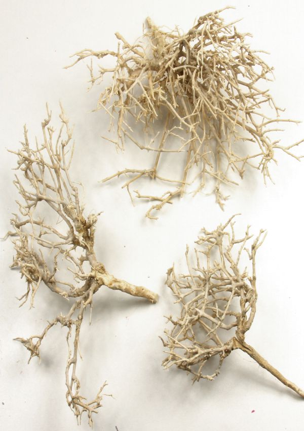 Dry Tree - Gebleicht 